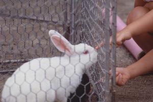 ミヌエットの購入におすすめのブリーダー