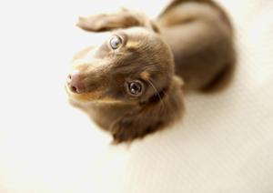 犬用シャンプーを販売している会社