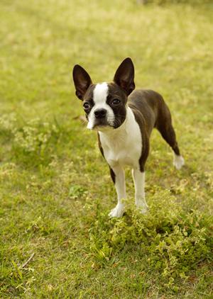 羽田空港周辺でペットホテルをお探しなら