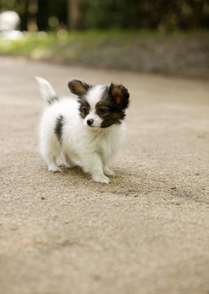 「大阪で安いペット引越しサービスを利用するための完全ガイド」