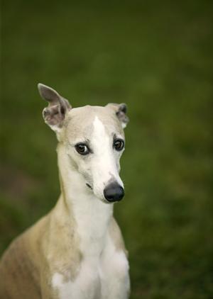 大阪で依頼できるペット火葬の会社