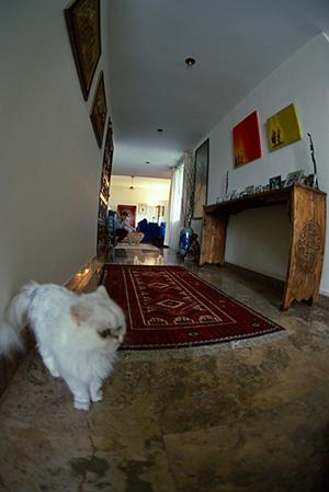 動物病院選びのポイントを徹底解説！秦野で信頼できる医療を提供する施設を探そう