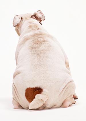 安心の犬長期預かりシステムだと思います