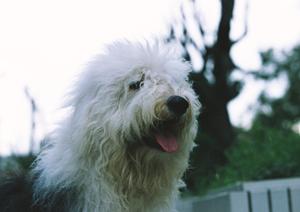 理想の子犬や子猫をお探しの方へ