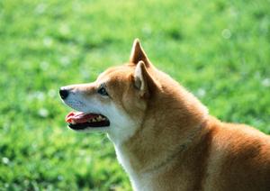 充実した歯科医療を提供する動物病院