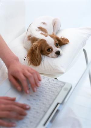 秦野の動物病院で口腔内の異常を相談