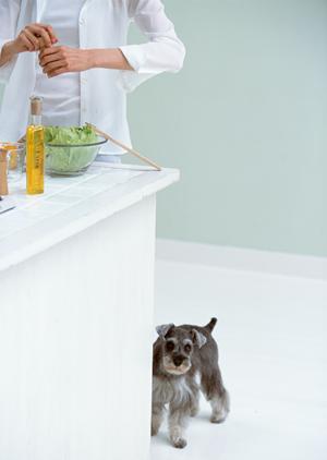 猫の療法食を買うならペットみらい本店