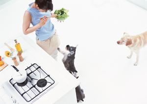 ドッグウェアの専門的ブランドを扱う会社